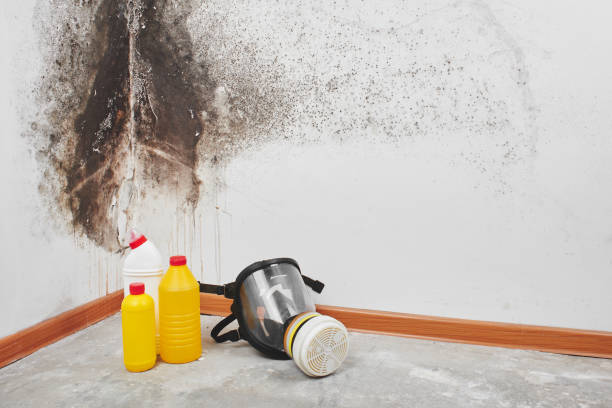Best Post-Flood Mold Remediation in Hampton Manor, NY