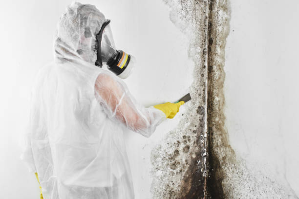 Best Black Mold Remediation in Hampton Manor, NY