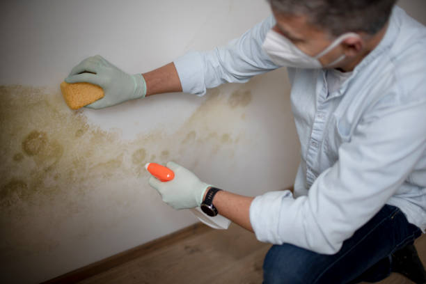 Best Insurance-Related Mold Remediation in Hampton Manor, NY