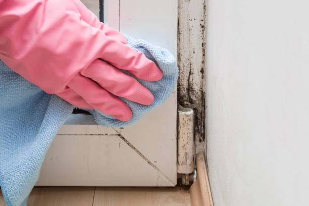 Best Industrial Mold Remediation in Hampton Manor, NY